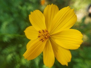 yellow flower