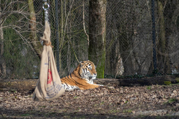 A beautiful tiger sitting on the ground.