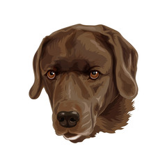 Dog breed is brown labrador