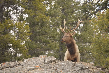 Naklejka premium Wapiti