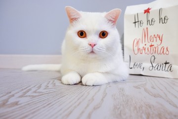 Obraz premium White young short-haired purebred british cat with bright orange eyes sitting on the floor next to blurred gift box and looking at camera