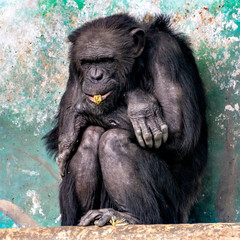Chimpanzee (Pan troglodytes) sitting on the ground