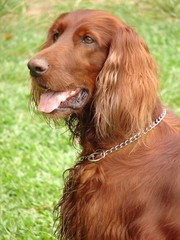 irish setter dog