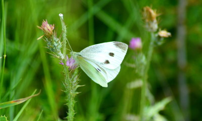 papillon blanc en train de butiner