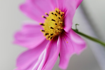 Cosmos bipinnatus - Cosmos flower