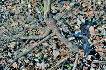 Root of medicinal plant (Eleutherococcus senticosus) 6