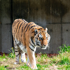 Amur (Siberian) tiger (Panthera tigris altaica) in Japan