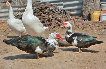 Musk ducks 22
