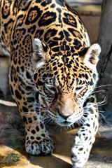 Fototapeta na wymiar A Jaguar (Panthera onca) in Japan