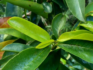 Soursop laves or Prickly Custard Apple. (Annona muricata L.) Plant for Treatment of carcinoma.