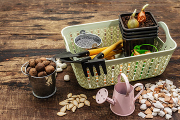 Spring planting and gardening concept. Tools, watering can, fresh onion bulbs in a bucket, expanded...