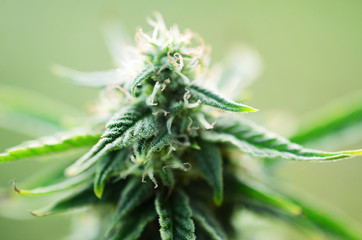 Abstract, soft focus using macro lens. Intense detail of flowering cannabis plant. Medical hemp...