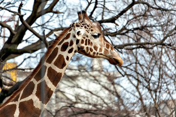 Giraffe (Giraffa camelopardalis) in winter season