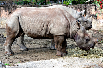 Naklejka premium East African black Rhinoceros (Diceros bicornis)