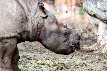 Fototapeta premium East African black Rhinoceros (Diceros bicornis)