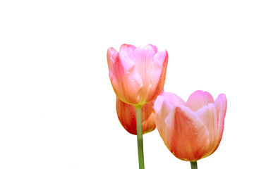 Beautiful pink tulip flowers isolated on white