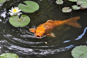 Obraz premium 天授庵の鯉