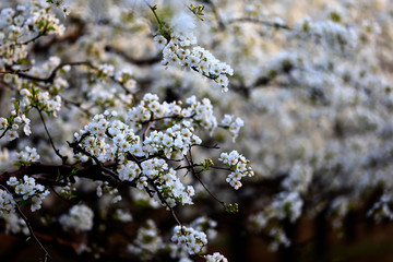 Blooming pear flower, very beautiful