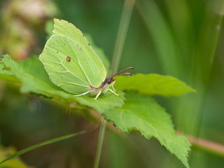 Brimstone Butterfly ( Gonepteryx rhamni ) hiding on a leaf.