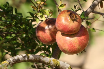 Pomegranate on a tree or shrub with green leaves. Three red ripened pomegranates growing on spiny branch of tree (Punica granatum).