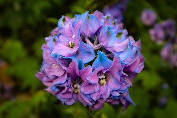 Violets and Blues