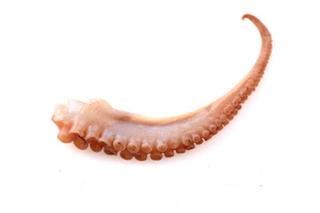 Octopus on a white background