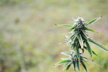 Abstract, soft focus using macro lens. Intense detail of flowering cannabis plant. Medical hemp...