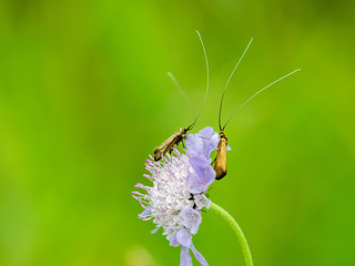 Beetle with Long Antenna on Scabious