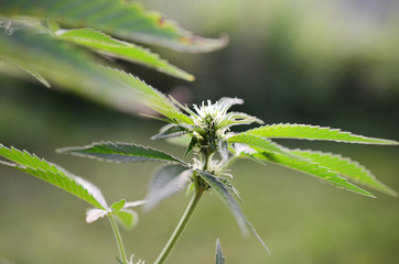 Abstract, soft focus using macro lens. Intense detail of flowering cannabis plant. Medical hemp growing on organic farm. Outdoor, natural lighting. Beautiful trichomes on cannabis plant. Healthy hemp