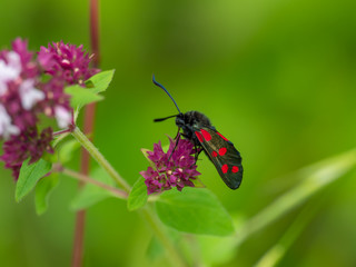 Fototapeta na wymiar Six-spot Burnet Day Moth on Marjoram