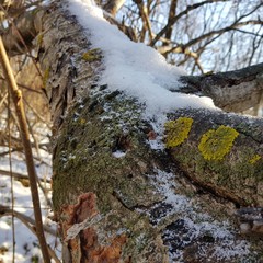 A tree with lichen