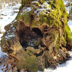 Hollow stump