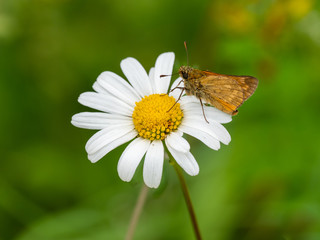 Large Skipper butterfly (Ochlodes venata) resting