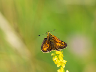 Fototapeta na wymiar Large Skipper butterfly (Ochlodes venata) resting