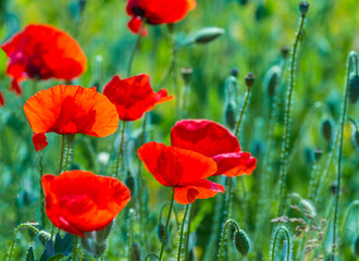 Close up of beautiful red poppy flowers on green nature background, symbol of remembrance and memory.