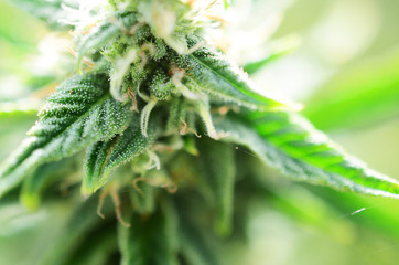 Abstract, soft focus using macro lens. Intense detail of flowering cannabis plant. Medical hemp growing on organic farm. Outdoor, natural lighting. Beautiful trichomes on cannabis plant. Healthy hemp