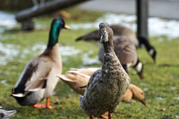 Duck