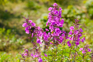 Annual Phlox (Phlox drummondii) against summer garden