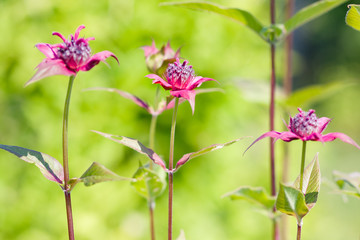 Obraz premium Monarda didyma (crimson beebalm, scarlet monarda, Oswego tea or bergamot) on green. Summer garden