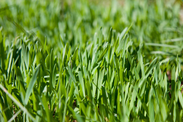 Fototapeta na wymiar Green grass, background, selective focus