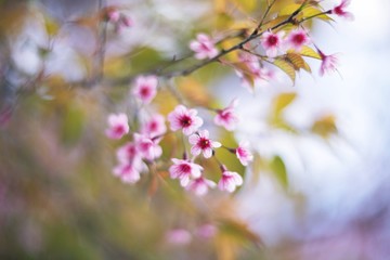 Himalayan Cherry blossom 	
