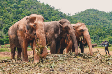 Fototapeta na wymiar Herd of Elephants eating; Feeding time at Nature Park
