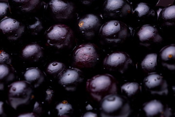 Super close up shot of fresh shiny reddish-black Jaboticaba berry fruit lit from above filling the frame