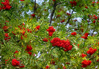 Red rowanberry on a tree in the forest