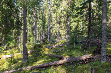Green pine forest in sunny summer weather