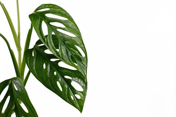 Close up of leaves of exotic 'Monstera Adansonii' or Swiss cheese vine house plant on white background with cop space