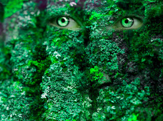 Tree bark with eyes, mystic forest.