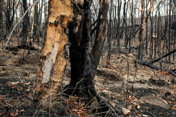 Australian bushfire aftermath: eucalyptus tree burnt completely from inside and only empty bark is still staying