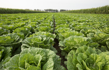 Fototapeta premium Chinese cabbage crops growing at field