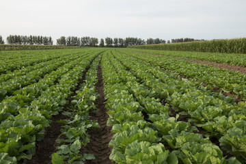 Fototapeta na wymiar Chinese cabbage crops growing at field
